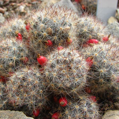  Mammillaria Prolifera Silver Cluster Cactus Plant