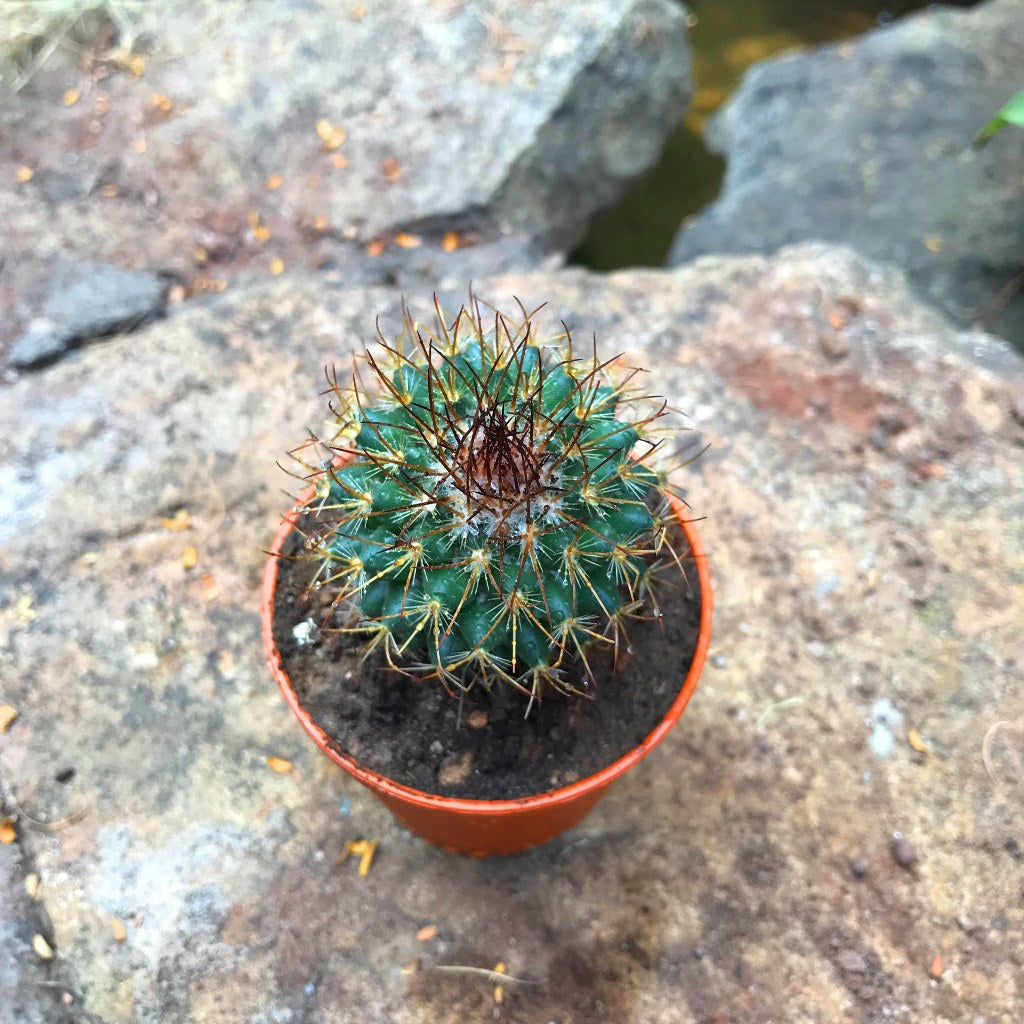  Mammillaria Rodantha Rainbow Pincushion Cactus Plant