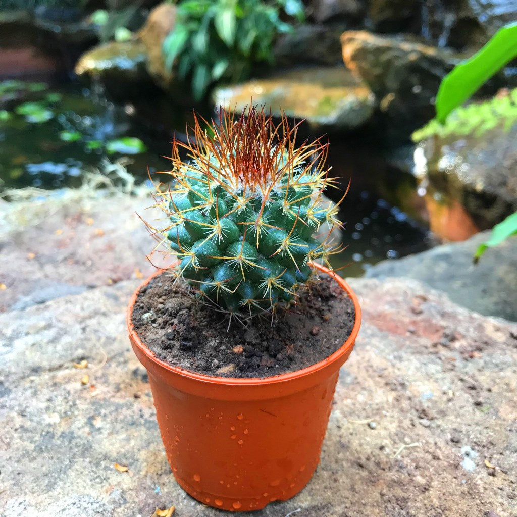  Mammillaria Rodantha Rainbow Pincushion Cactus Plant