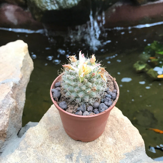  Mammillaria Schiedeana Golden Barrel Cactus Plant