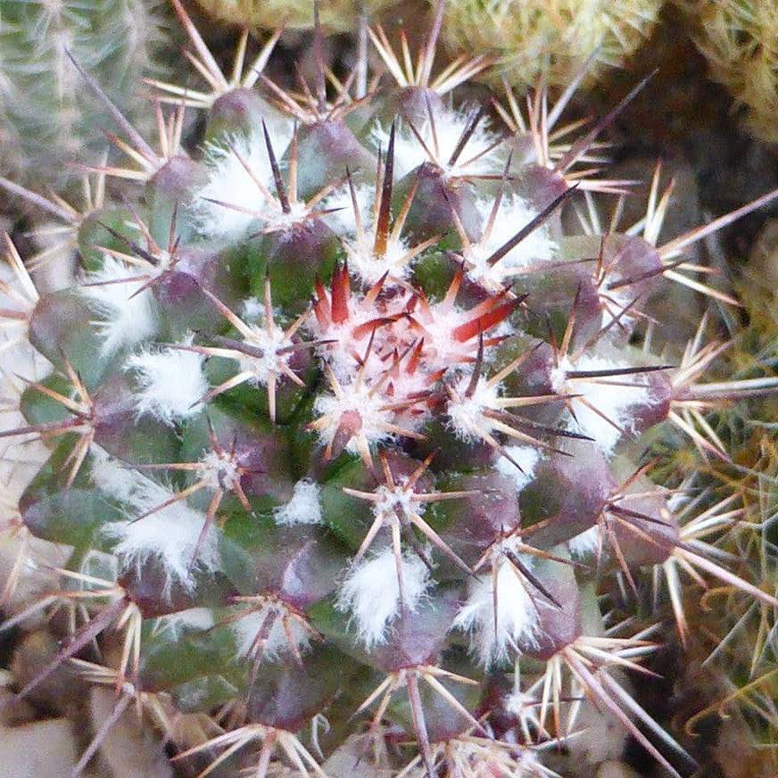  Mammillaria Voburnensis Subsp. Eichlamii Cactus Plant