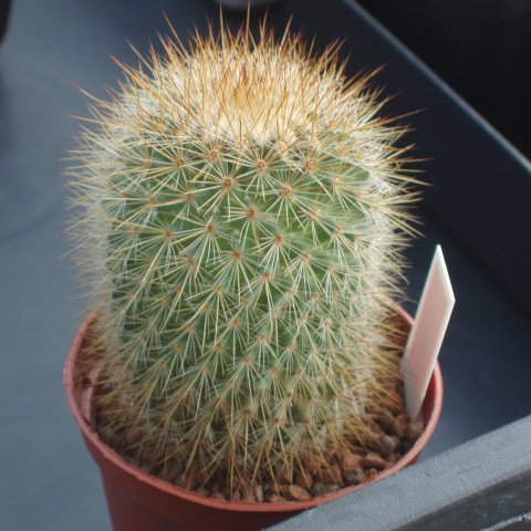  Mammillaria Bella Cactus Plant