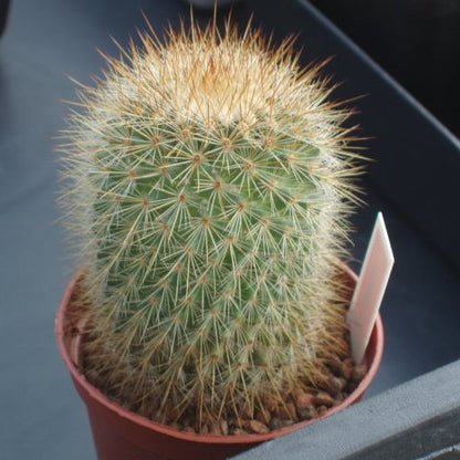  Mammillaria Bella Cactus Plant