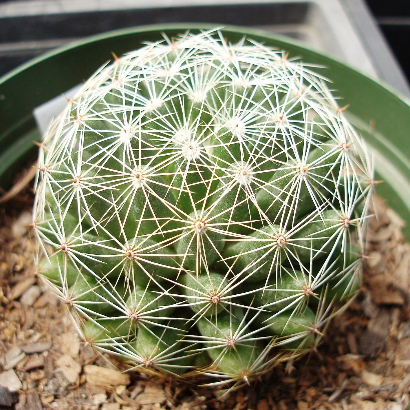  Mammillaria Camptotricha Birds Nest Cactus Plant