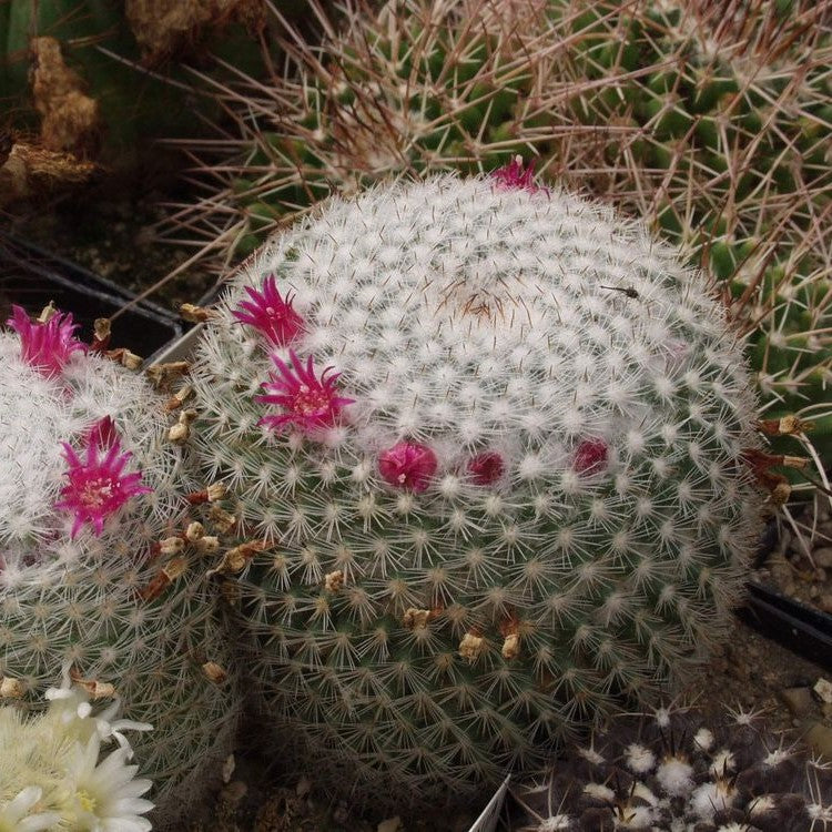  Mammillaria Elegans Elegant Nipple Cactus Plant