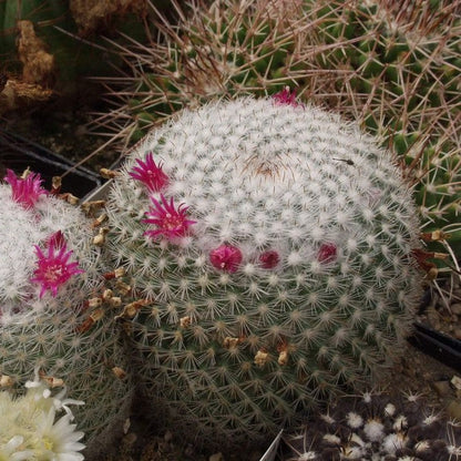  Mammillaria Elegans Elegant Nipple Cactus Plant