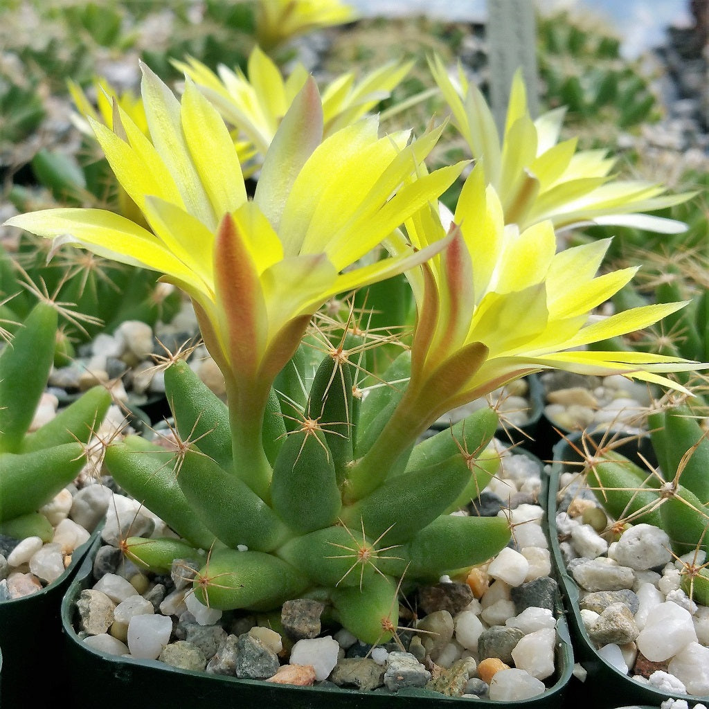  Mammillaria Longimamma Pineapple Cactus Plant
