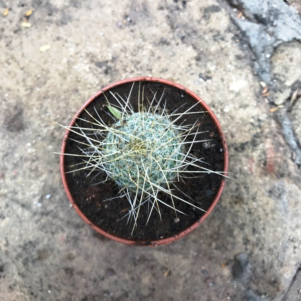  Mammillaria Nejapensis Var. Longispina Cactus Plant