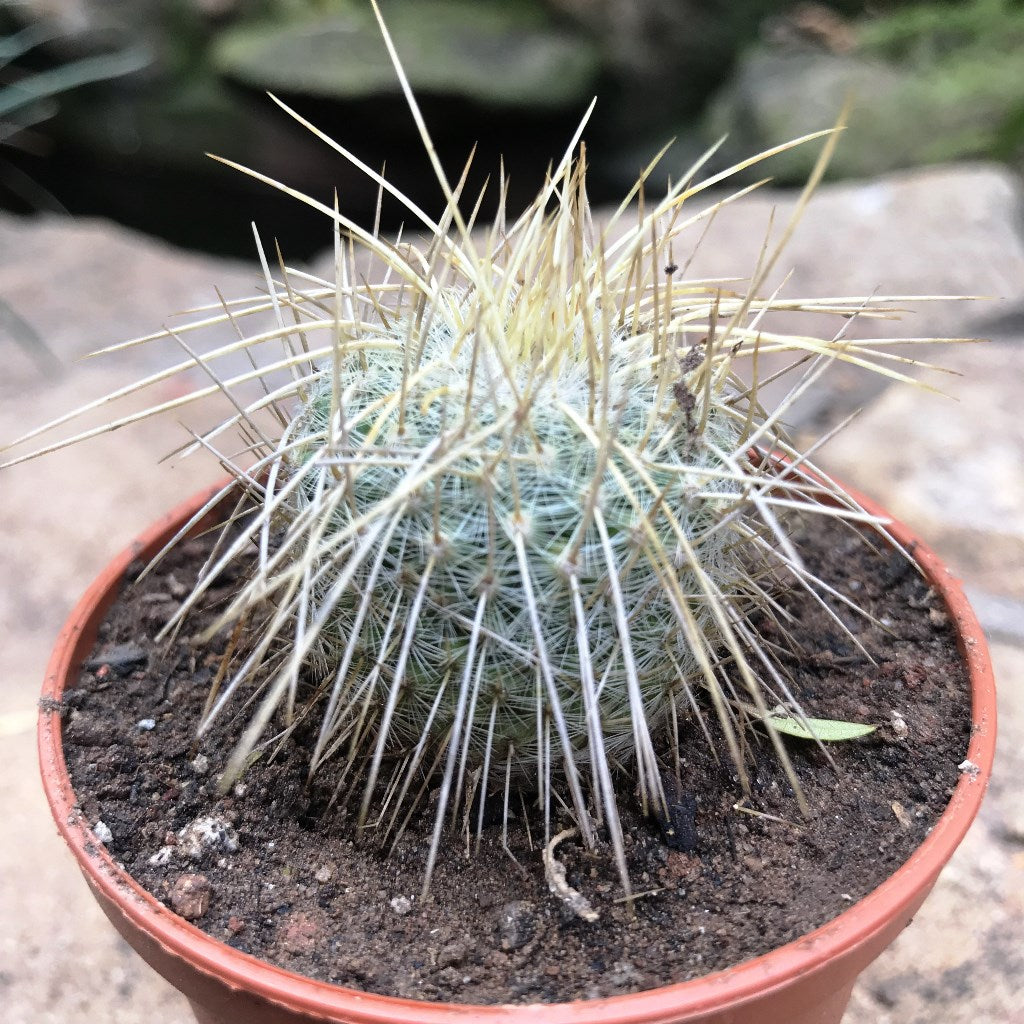  Mammillaria Nejapensis Var. Longispina Cactus Plant