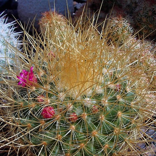  Mammillaria Pringlei Lemon Ball Cactus Plant