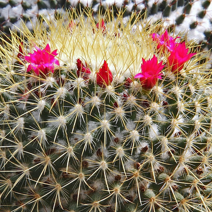  Mammillaria Rodantha Rainbow Pincushion Cactus Plant