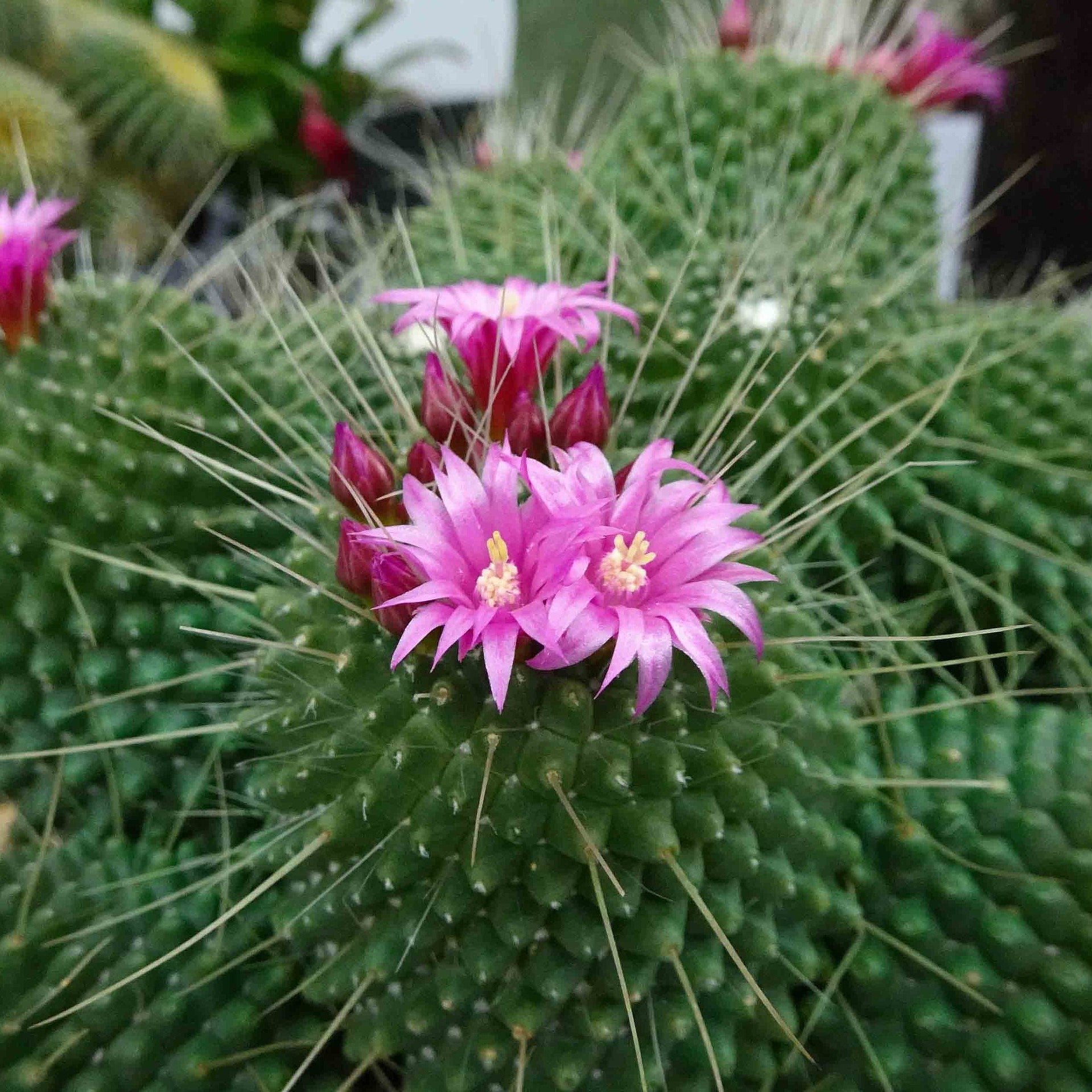  Mammillaria Spinosissima Cv. Un Pico Cactus Plant