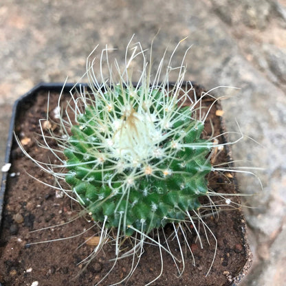  Mammillaria Spinosissima Cv. Un Pico Cactus Plant