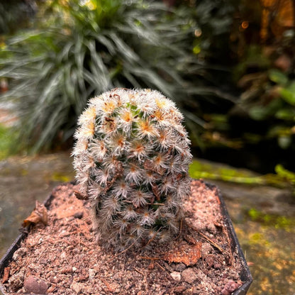  Mammillaria Carmenae 'Rubrispina White' Cactus Plant