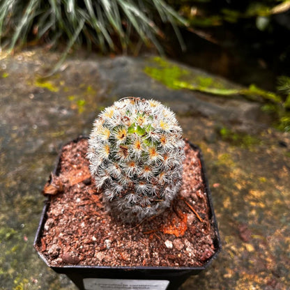  Mammillaria Carmenae 'Rubrispina White' Cactus Plant