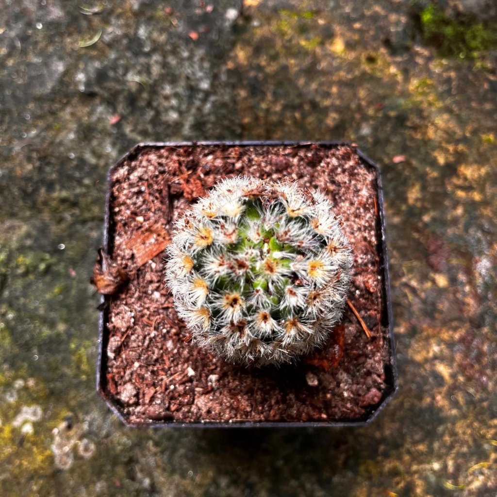  Mammillaria Carmenae 'Rubrispina White' Cactus Plant