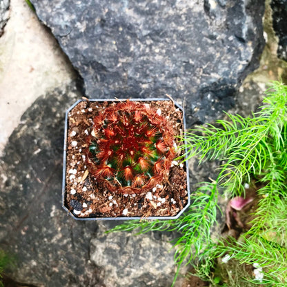  Mammillaria Carmenae Rubrispina Cactus Plant