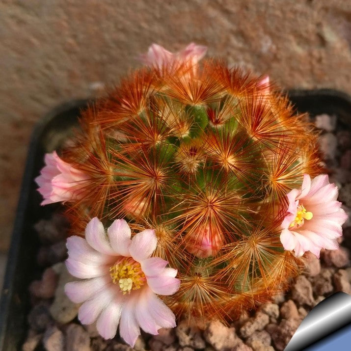  Mammillaria Carmenae Rubrispina Cactus Plant