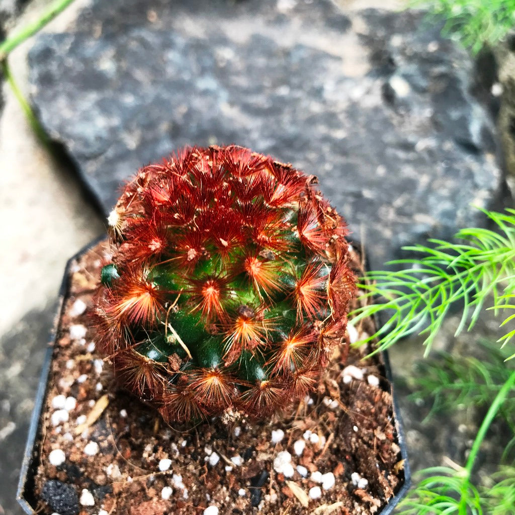 Mammillaria Carmenae Rubrispina Cactus Plant
