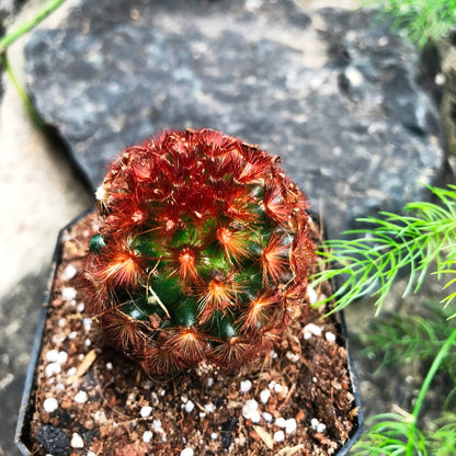  Mammillaria Carmenae Rubrispina Cactus Plant