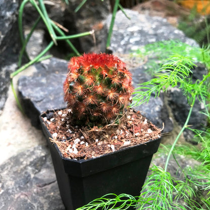  Mammillaria Carmenae Rubrispina Cactus Plant