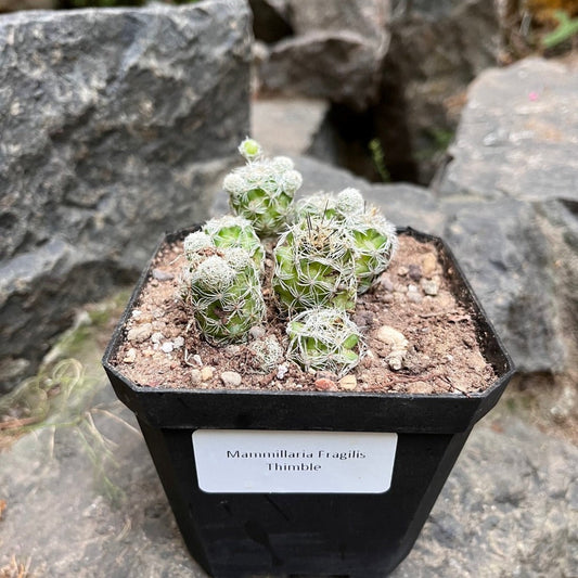  Mammillaria Fragilis Thimble Cactus Plant