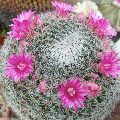  Mammillaria Perbella Cactus Plant