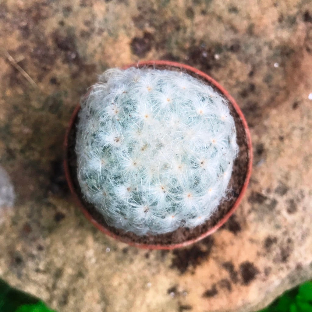  Mammillaria Plumosa Cactus Plant