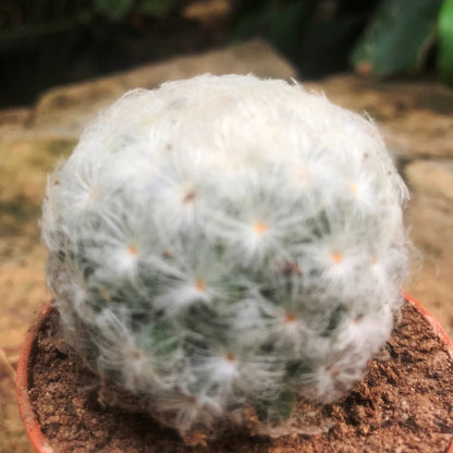  Mammillaria Plumosa Cactus Plant