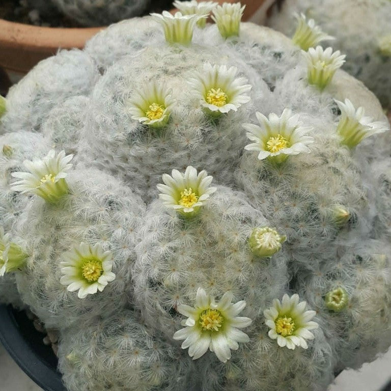  Mammillaria Plumosa Cactus Plant