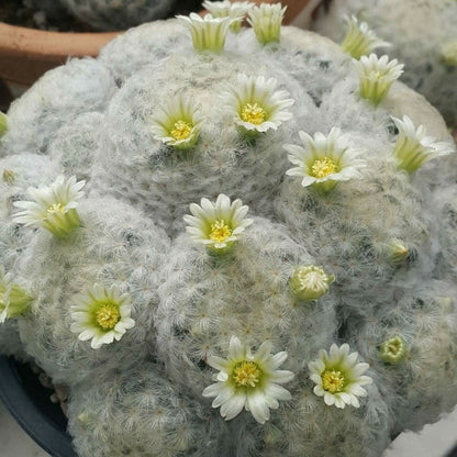  Mammillaria Plumosa Cactus Plant