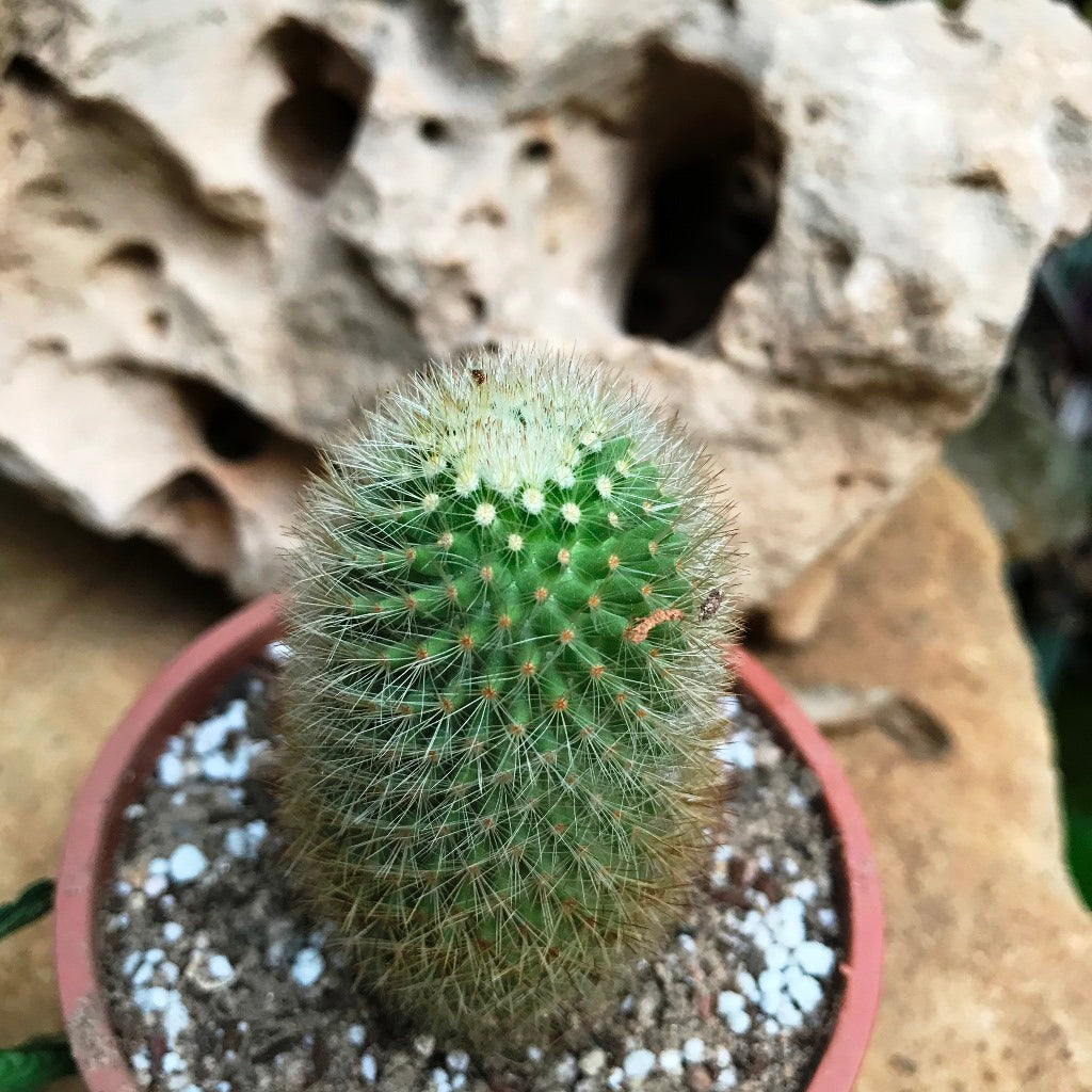  Mammillaria Spinosissima Cactus Plant