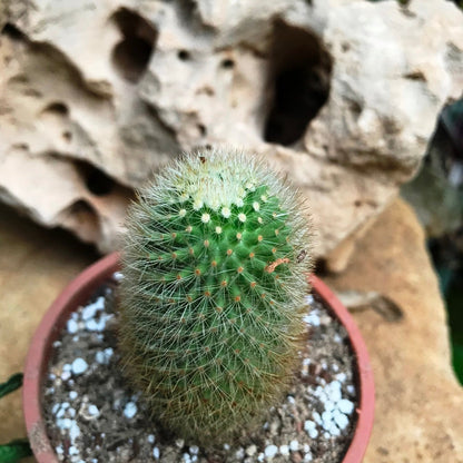  Mammillaria Spinosissima Cactus Plant