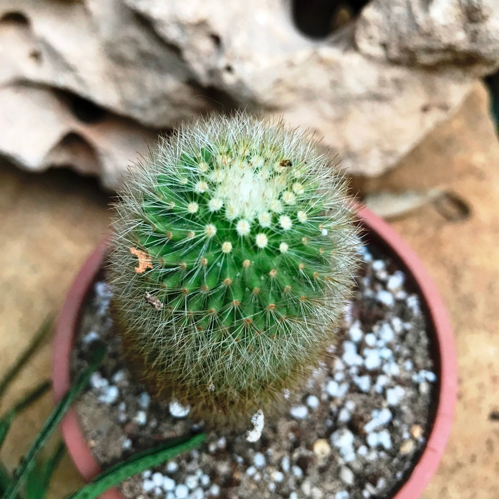  Mammillaria Spinosissima Cactus Plant
