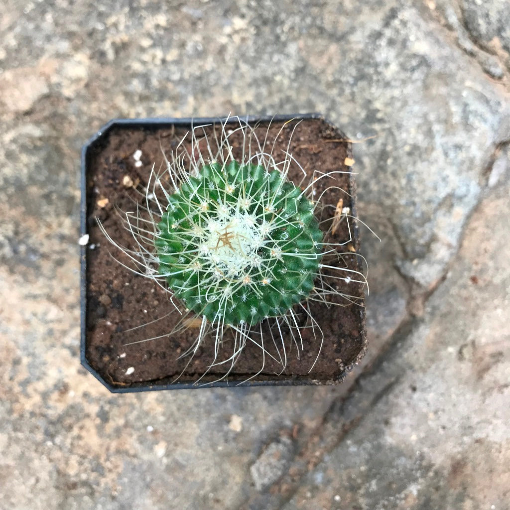  Mammillaria Spinosissima Cv. Un Pico Cactus Plant