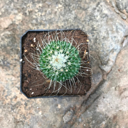  Mammillaria Spinosissima Cv. Un Pico Cactus Plant