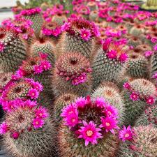  Mammillaria Spinosissima Rubra Red Headed Irishman Cactus Plant