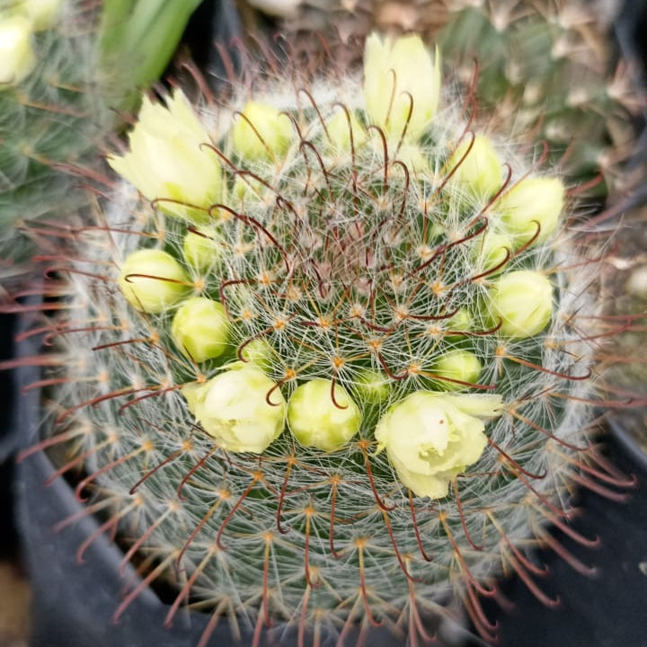  Mammillaria Zeilmanniana V. Albiflora Cactus Plant