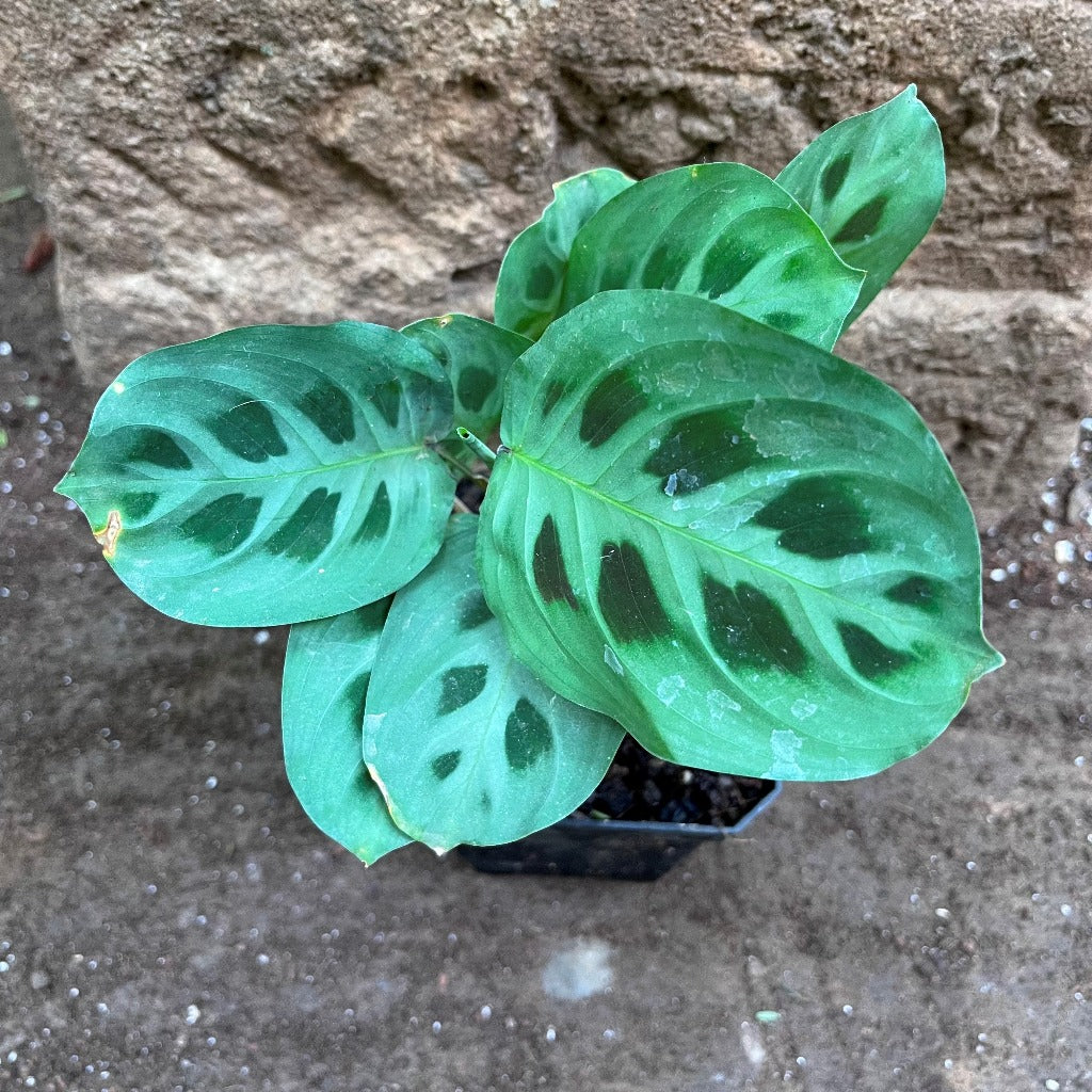  Maranta Leuconeura Plant
