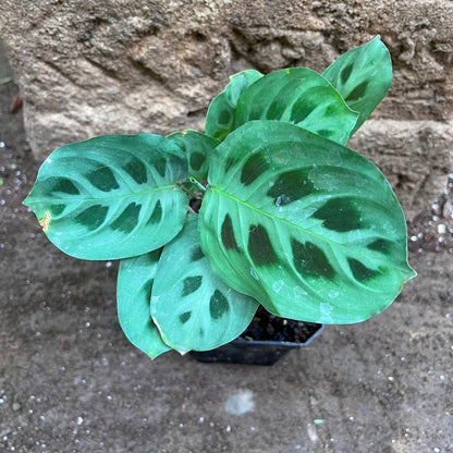  Maranta Leuconeura Plant