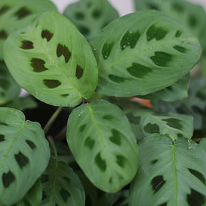  Maranta Leuconeura Plant