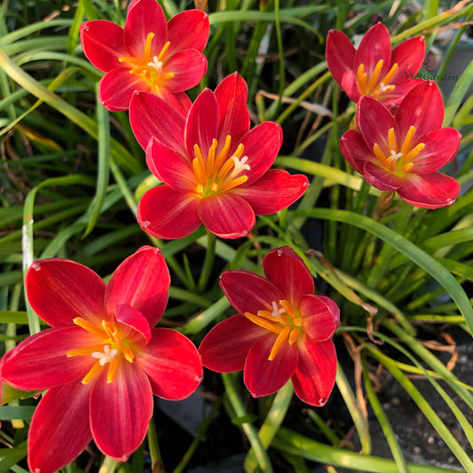  Rain Lily 'Maroon Blossom' (Bulbs)