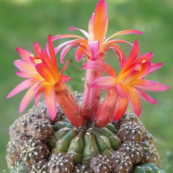  Matucana Polzii Cactus Plant