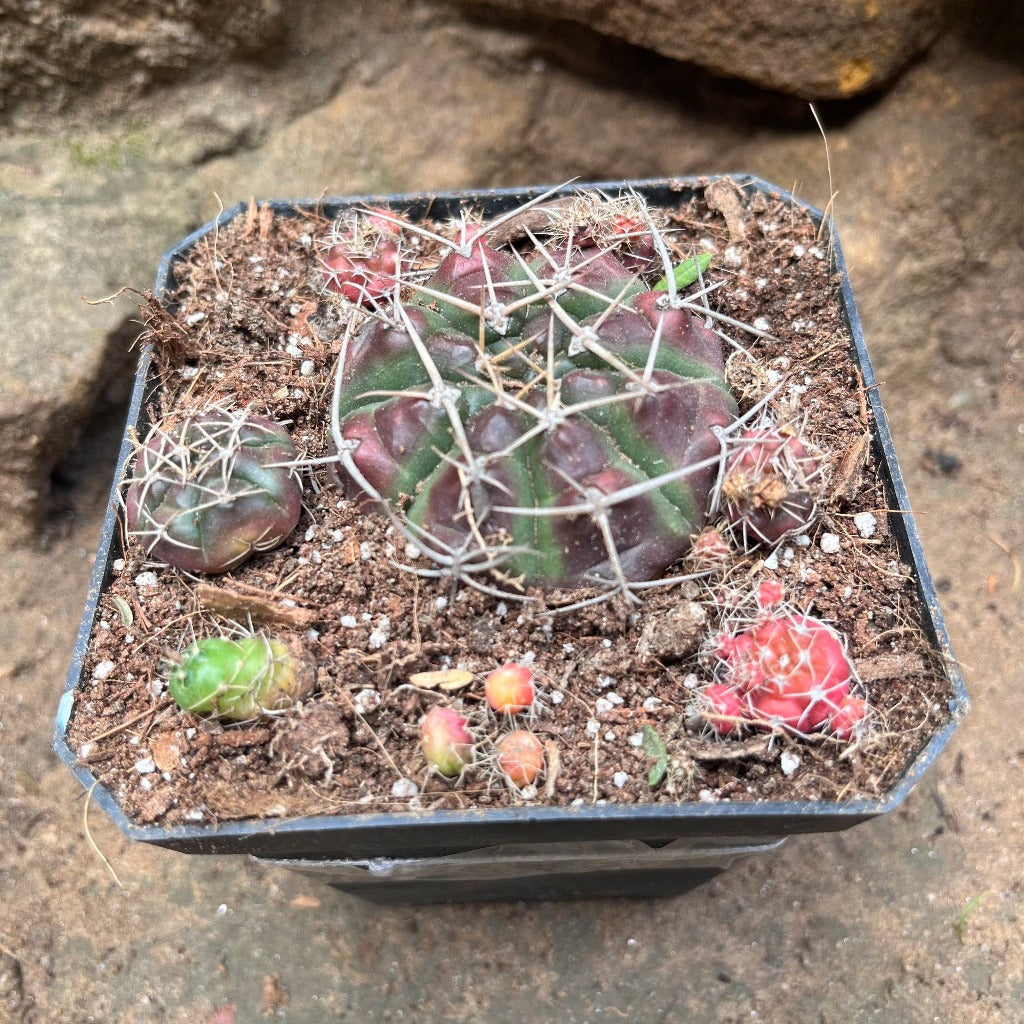  Matucana Polzii Cactus Plant