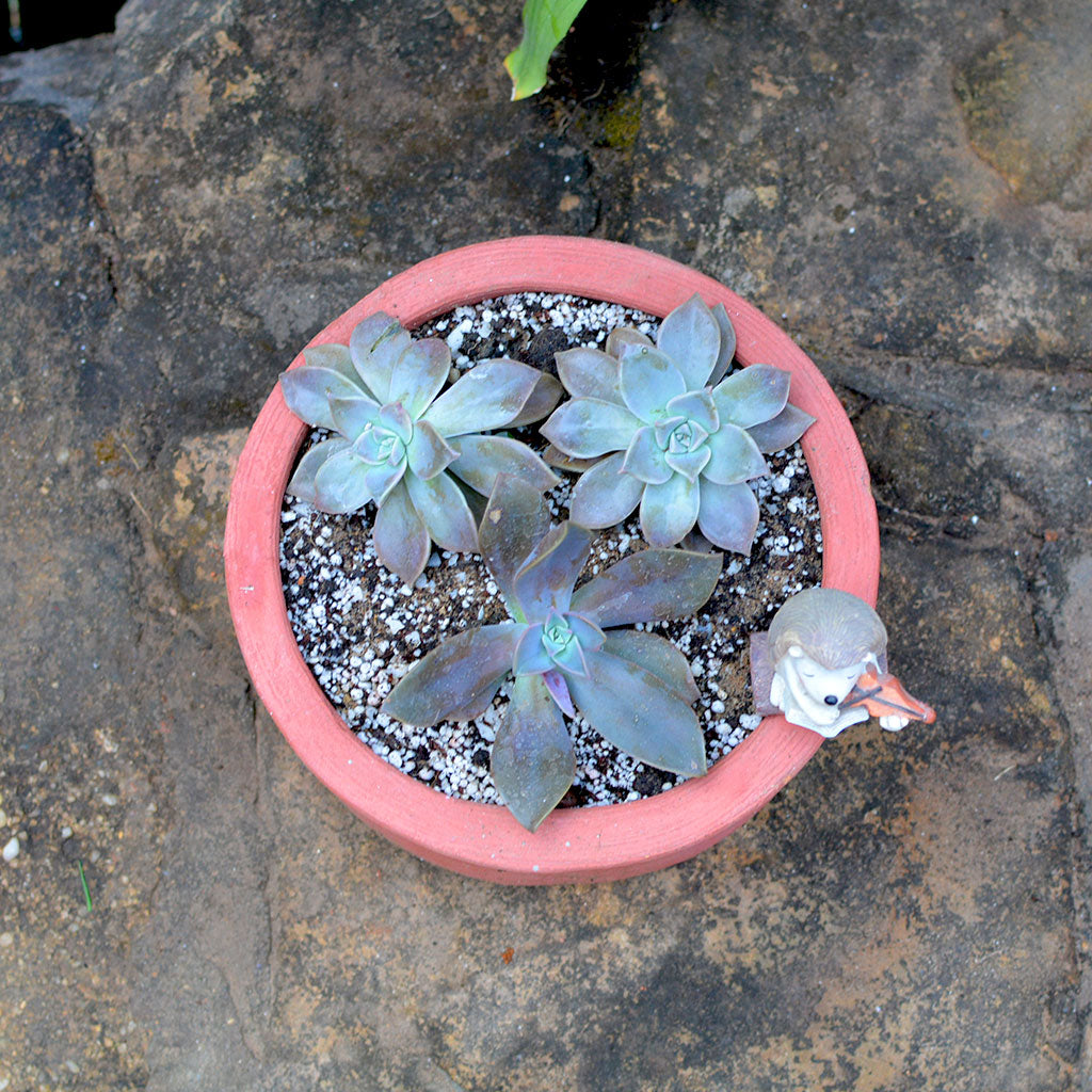  Set Of 3 Medium Circular Terracotta Pot