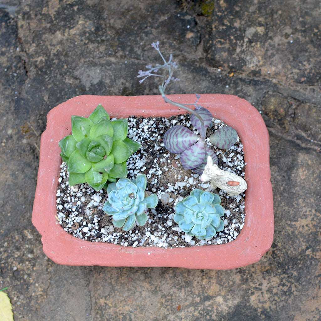  Set Of 3 Lined Rectangle Terracotta Pot