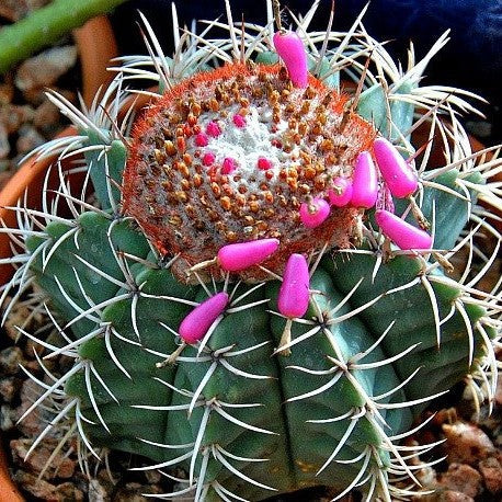  Melocactus Azureus Melon Cactus Plant