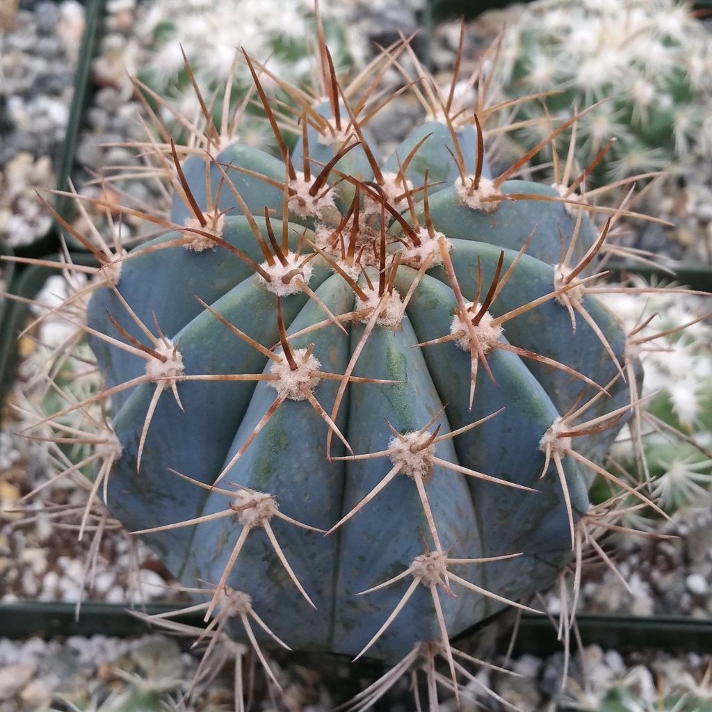  Melocactus Azureus Melon Cactus Plant