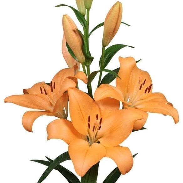  Lilium Asiatic 'Menton' (Bulbs)