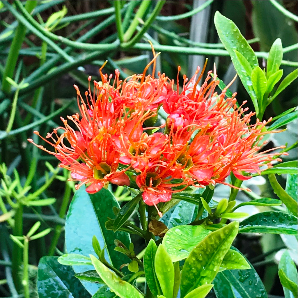  Metrosideros Excelsa Plant